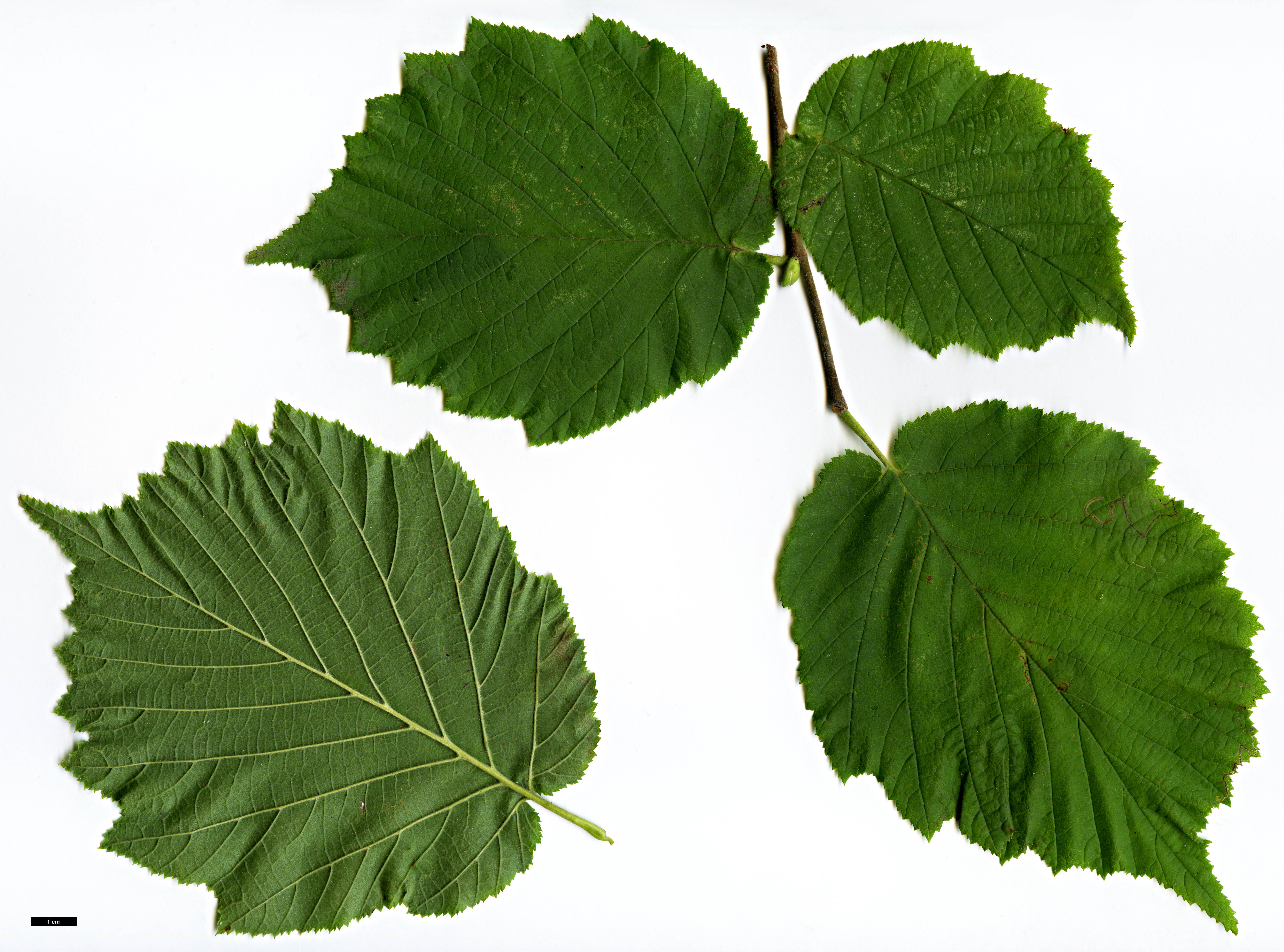 High resolution image: Family: Betulaceae - Genus: Corylus - Taxon: avellana - SpeciesSub: var. pontica